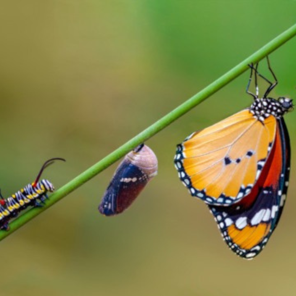 Entrevista Potiguara Câmara Santana